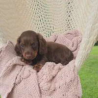 WESTON, a male Miniature Dachshund for sale in Nappanee, IN – 3 of 3
