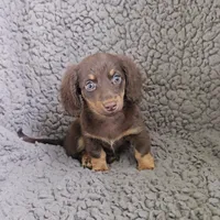 LACEY, a female Miniature Dachshund for sale in Nappanee, IN – 4 of 4