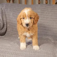 MASON, a male Aussiedoodle for sale in Nappanee, IN – 2 of 3