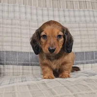 Mason, a male Miniature Dachshund for sale in Nappanee, IN – 4 of 5