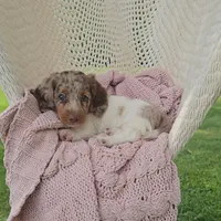 CANYON, a male Miniature Dachshund for sale in Nappanee, IN – 4 of 5