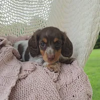 OREO, a female Miniature Dachshund for sale in Nappanee, IN – 2 of 2