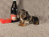 SEAN, a male Miniature Dachshund for sale in Nappanee, IN – Photo 2 of 3
