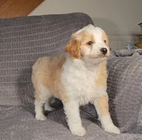 MINDY, a female Aussiedoodle for sale in Nappanee, IN – 5 of 6
