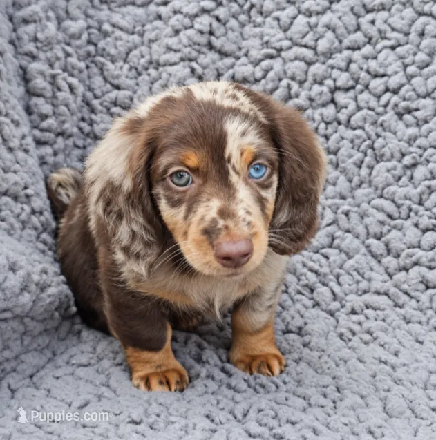 LUCA – Miniature Dachshund puppy for sale in Nappanee, IN