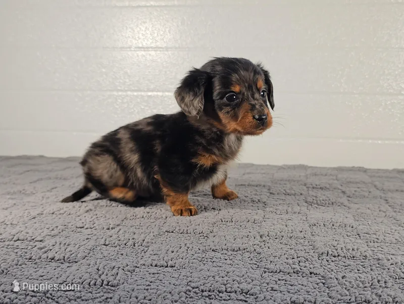 ASHER – Miniature Dachshund puppy for sale in Nappanee, IN