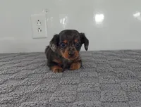 ASHER, a male Miniature Dachshund for sale in Nappanee, IN – Photo 2 of 3