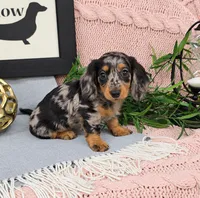 ANNABELLE , a female Miniature Dachshund for sale in Nappanee, IN – 2 of 3