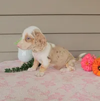 STELLA, a female Miniature Dachshund for sale in Nappanee, IN – 4 of 4