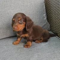 ZEB, a male Miniature Dachshund for sale in Nappanee, IN – 6 of 7