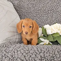 RILEY, a female Miniature Dachshund for sale in Nappanee, IN – 2 of 3