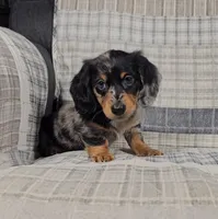 MIA, a female Miniature Dachshund for sale in Nappanee, IN – 2 of 3