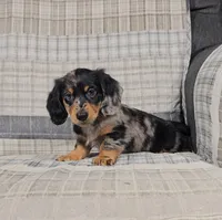 MIA, a female Miniature Dachshund for sale in Nappanee, IN – 3 of 3