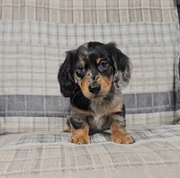 MIA, a female Miniature Dachshund for sale in Nappanee, IN – 1 of 3