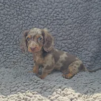 JASPER, a male Miniature Dachshund for sale in Nappanee, IN – 2 of 4