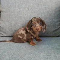 ZEKE, a male Miniature Dachshund for sale in Nappanee, IN – 5 of 5