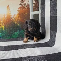 RICKY, a male Miniature Dachshund for sale in Nappanee, IN – 3 of 3