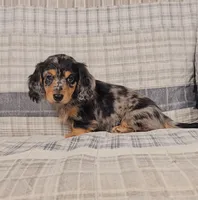MACKENNA, a female Miniature Dachshund for sale in Nappanee, IN – 4 of 4