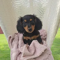 WEBSTER, a male Miniature Dachshund for sale in Nappanee, IN – 3 of 5