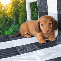 PEBBLES, a female Miniature Dachshund for sale in Nappanee, IN – 2 of 3