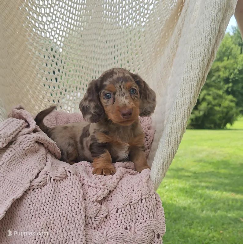 DIXIE – Miniature Dachshund puppy for sale in Nappanee, IN