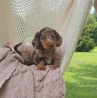 DIXIE, a female Miniature Dachshund for sale in Nappanee, IN – 1 of 5