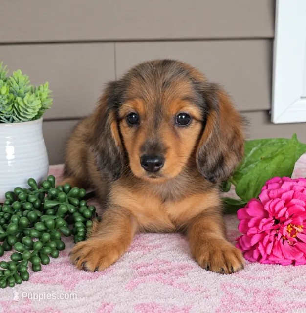SOPHIE – Miniature Dachshund puppy for sale in Nappanee, IN