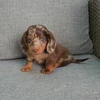 ZEKE, a male Miniature Dachshund for sale in Nappanee, IN – 2 of 5