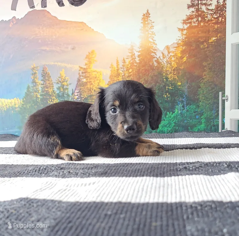 RICKY – Miniature Dachshund puppy for sale in Nappanee, IN
