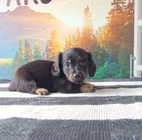 RICKY, a male Miniature Dachshund for sale in Nappanee, IN – 1 of 3