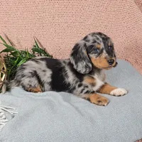 GABBY, a female Miniature Dachshund for sale in Nappanee, IN – 4 of 5