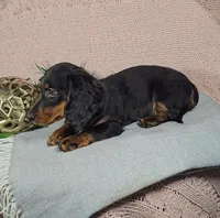 KoBe, a male Miniature Dachshund for sale in Nappanee, IN – 2 of 3