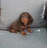 ZEB, a male Miniature Dachshund for sale in Nappanee, IN – 7 of 7