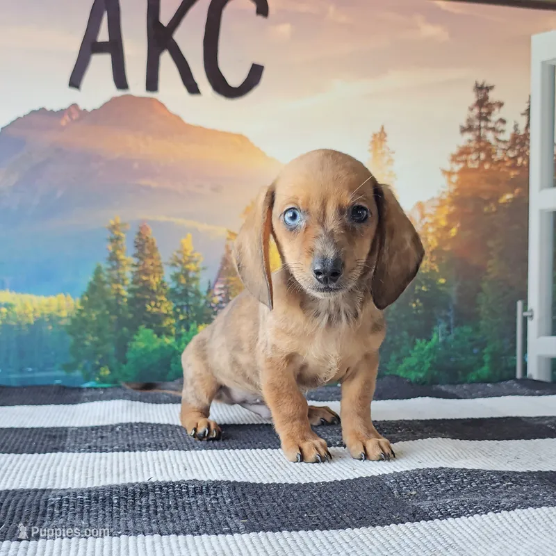 LEO – Miniature Dachshund puppy for sale in Nappanee, IN