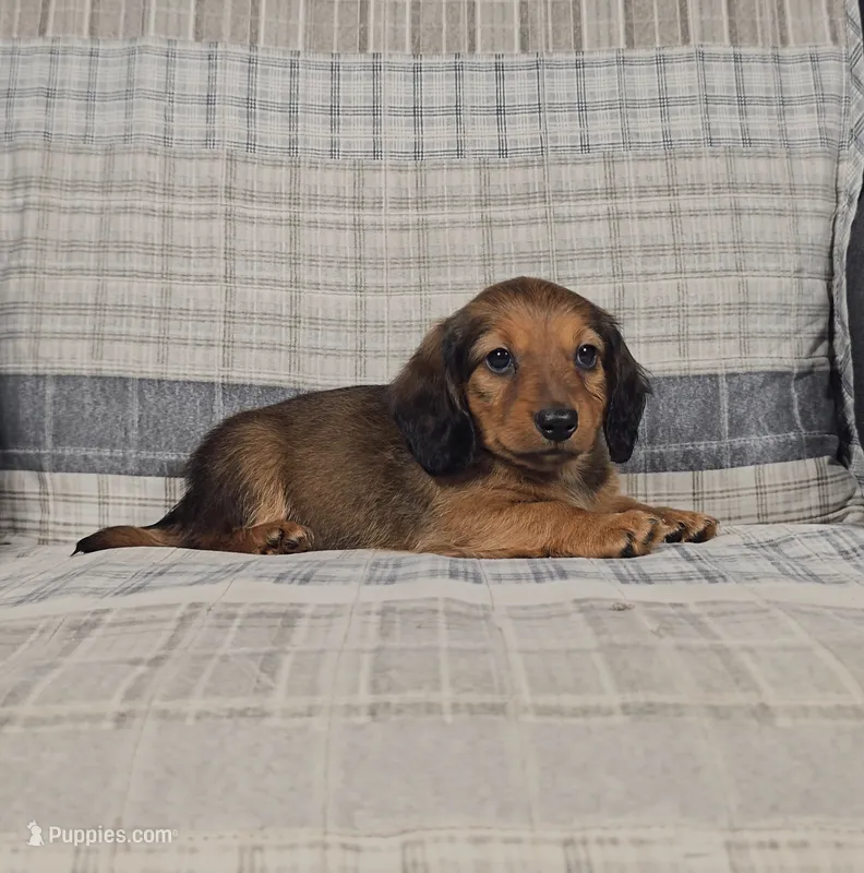 Mason – Miniature Dachshund puppy for sale in Nappanee, IN