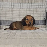 Mason, a male Miniature Dachshund for sale in Nappanee, IN – 1 of 5