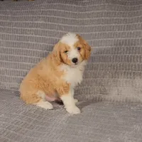 MAVERICK , a male Aussiedoodle for sale in Nappanee, IN – 4 of 4