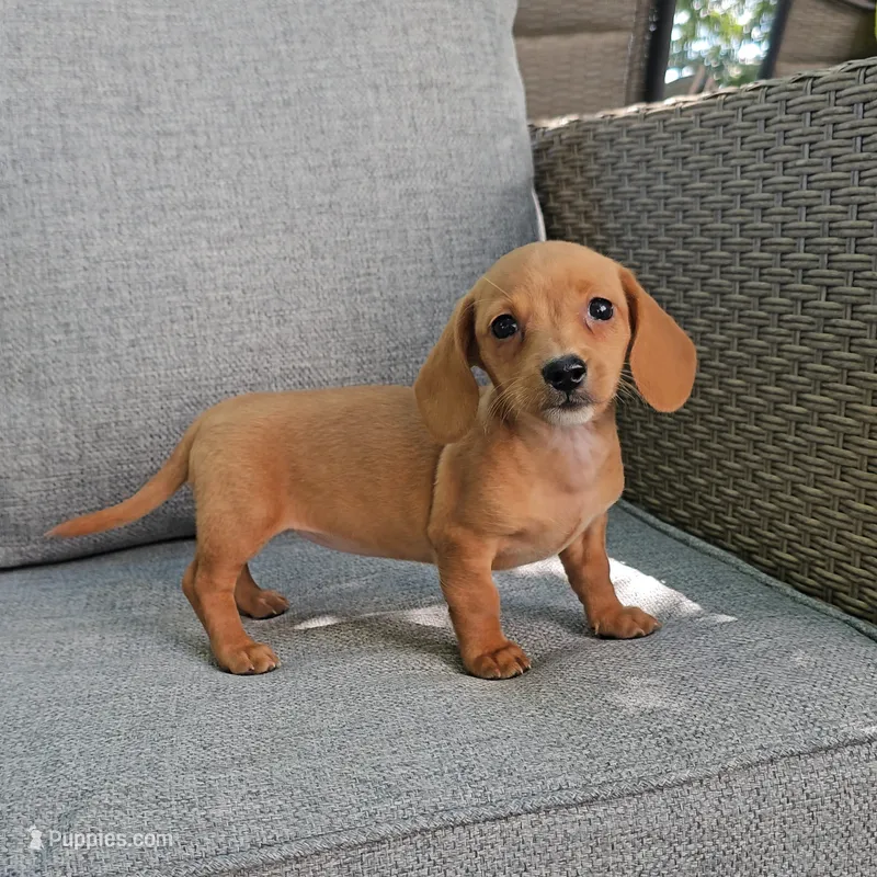 PARIS – Miniature Dachshund puppy for sale in Nappanee, IN