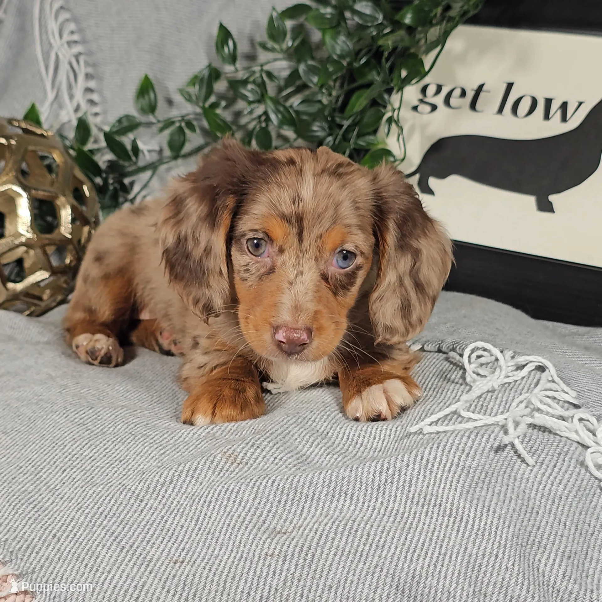 HOPE – Miniature Dachshund puppy for sale in Nappanee, IN
