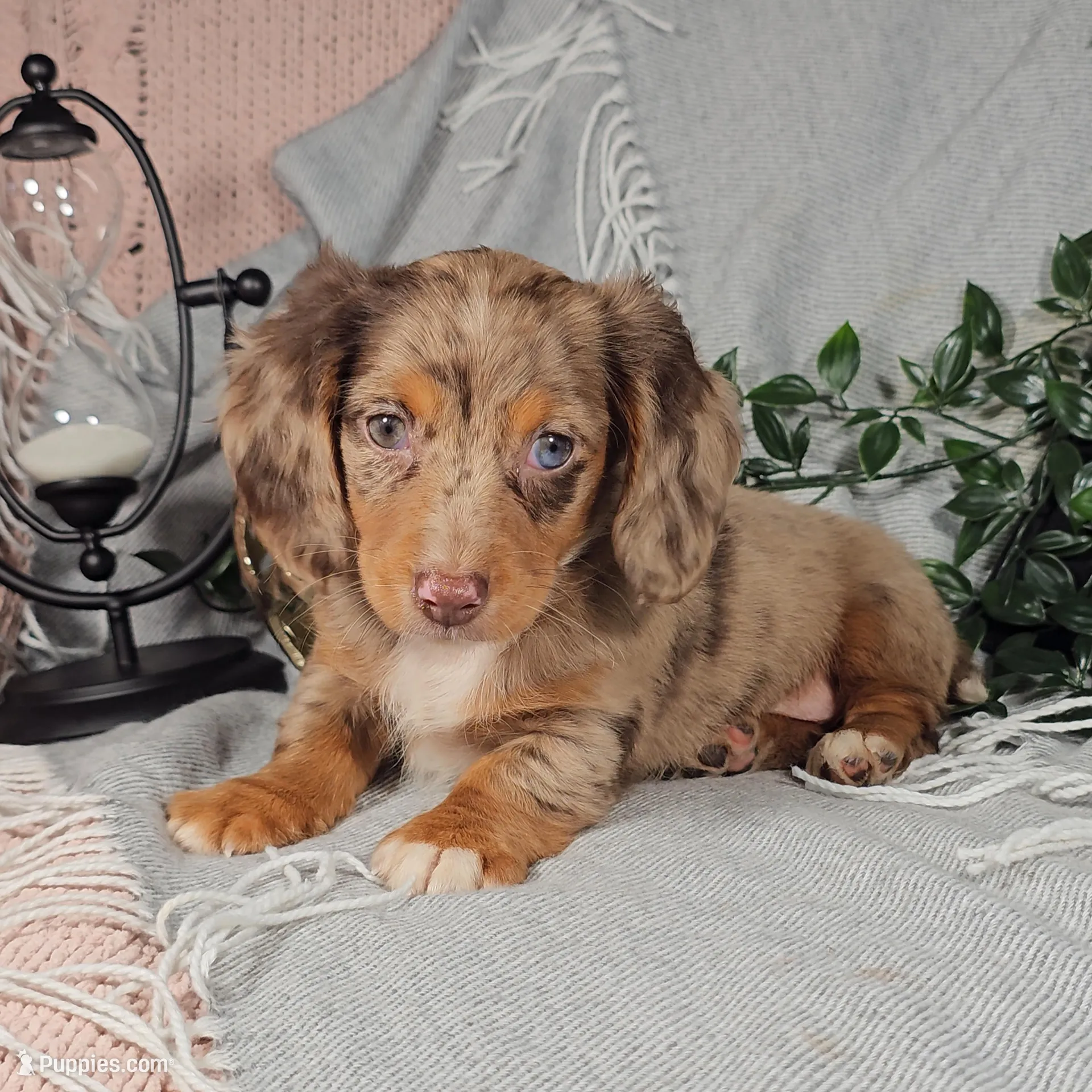 HOPE, a female Miniature Dachshund for sale in Nappanee, IN – Photo 2 of 5