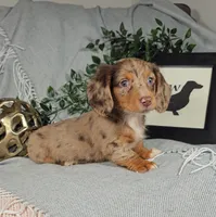 HOPE, a female Miniature Dachshund for sale in Nappanee, IN – Photo 5 of 5