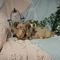 HOPE, a female Miniature Dachshund for sale in Nappanee, IN – Photo 4 of 5