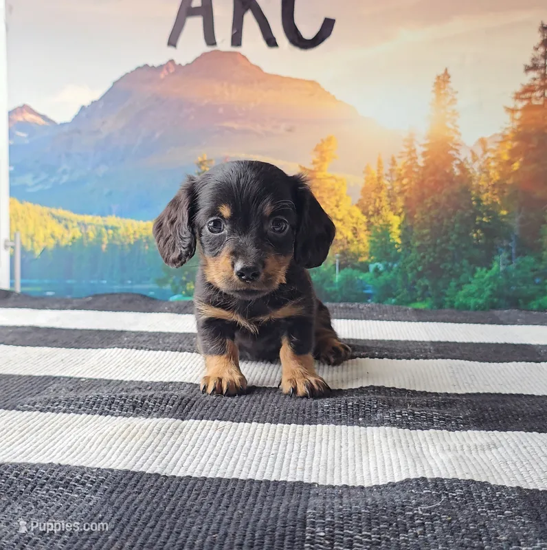 RUDY – Miniature Dachshund puppy for sale in Nappanee, IN