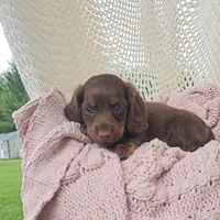 WESTON, a male Miniature Dachshund for sale in Nappanee, IN – 2 of 3