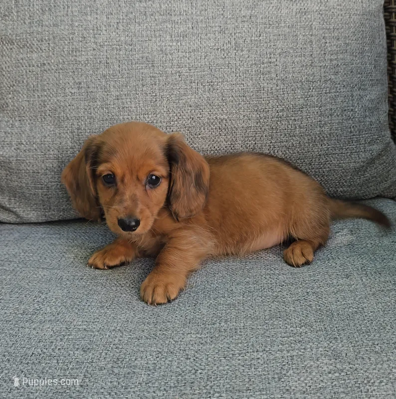 MERFY – Miniature Dachshund puppy for sale in Nappanee, IN