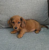 MERFY, a male Miniature Dachshund for sale in Nappanee, IN – 1 of 6