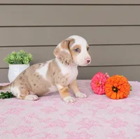 STELLA, a female Miniature Dachshund for sale in Nappanee, IN – 3 of 4
