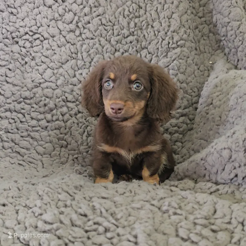 LACEY – Miniature Dachshund puppy for sale in Nappanee, IN