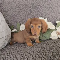 RIZZO, a male Miniature Dachshund for sale in Nappanee, IN – 2 of 4