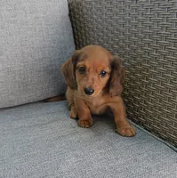MERFY, a male Miniature Dachshund for sale in Nappanee, IN – 5 of 6